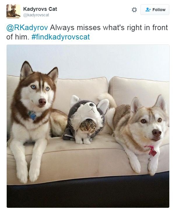 Twitter account for Kadyrov's cat