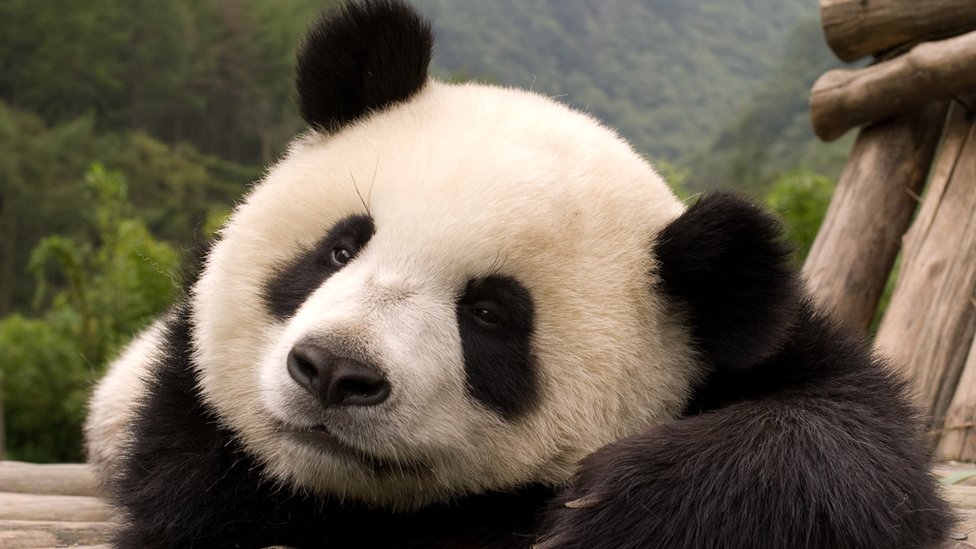 Descubre las características del oso panda gigante