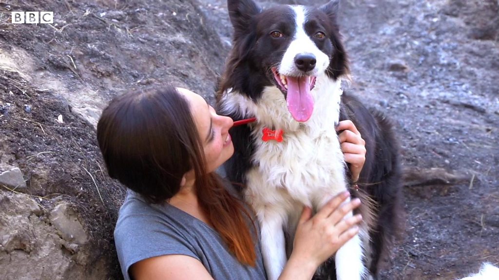 種をまく犬 バックパックをつけて焼けた森の再生手伝う cニュース