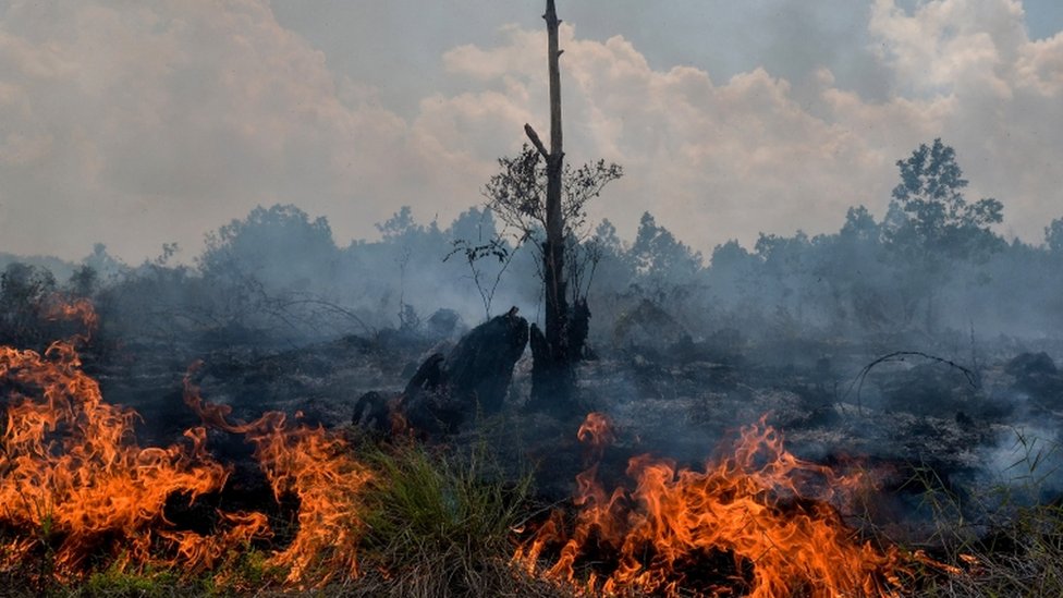 Empat provinsi darurat kebakaran hutan di tengah ancaman Presiden Jokowi