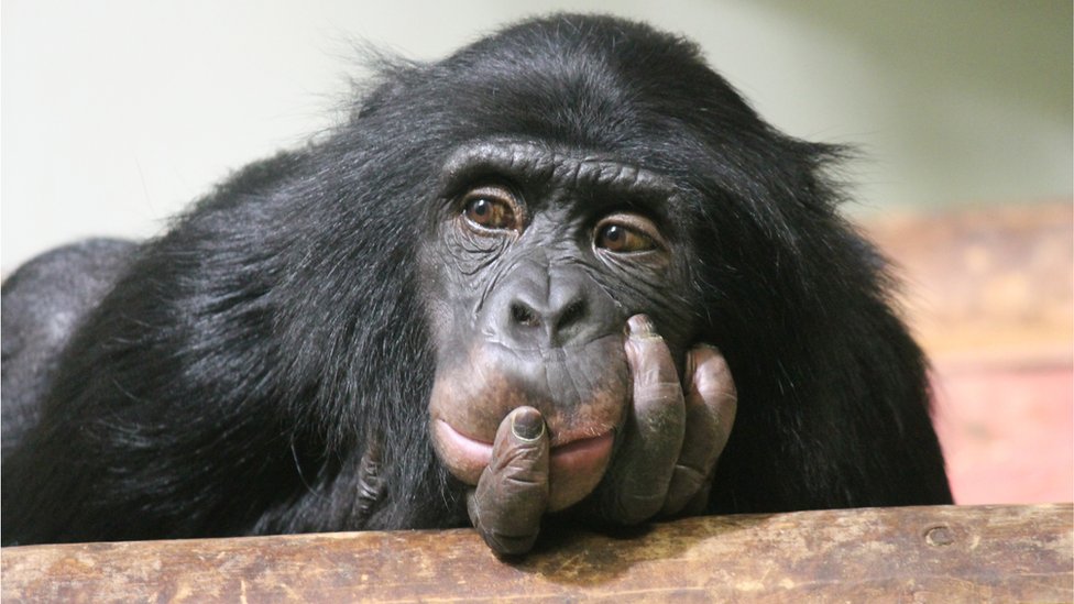 Chimpanzés comem cérebro de macacos bebês. Saiba o porquê