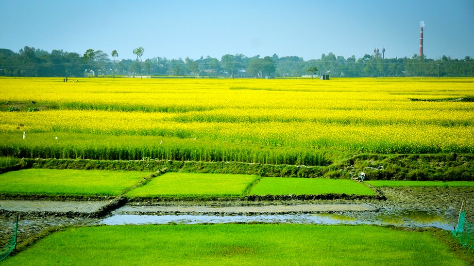 Fox Bayning nudist plyajidagi jinsiy aloqa video