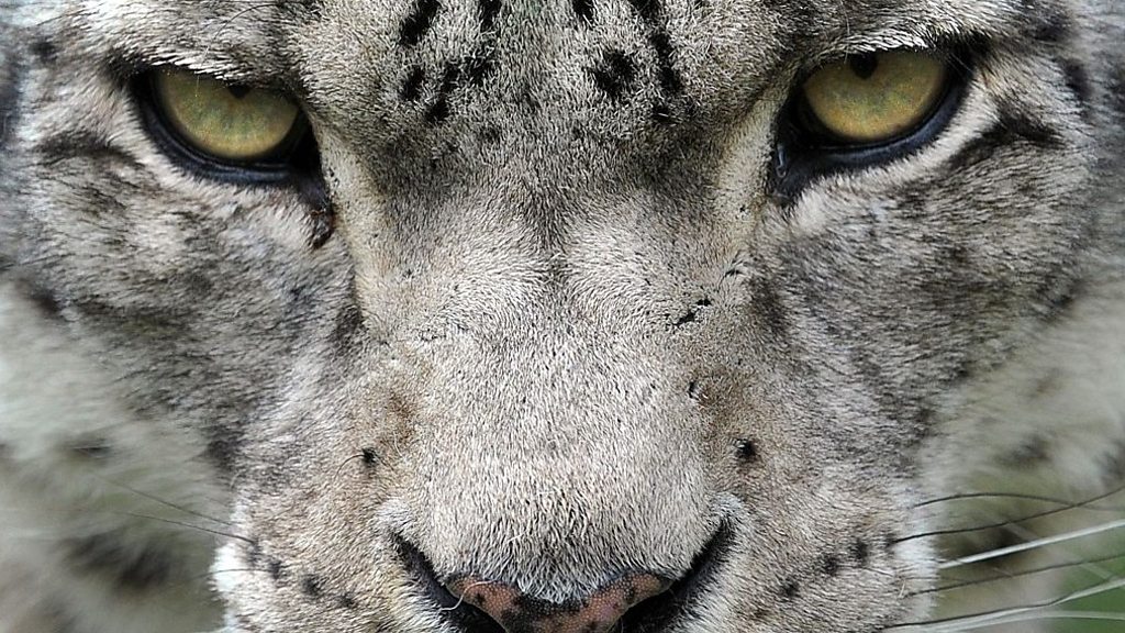 russian-poachers-hunt-snow-leopards-for-photos-not-fur-cbbc-newsround