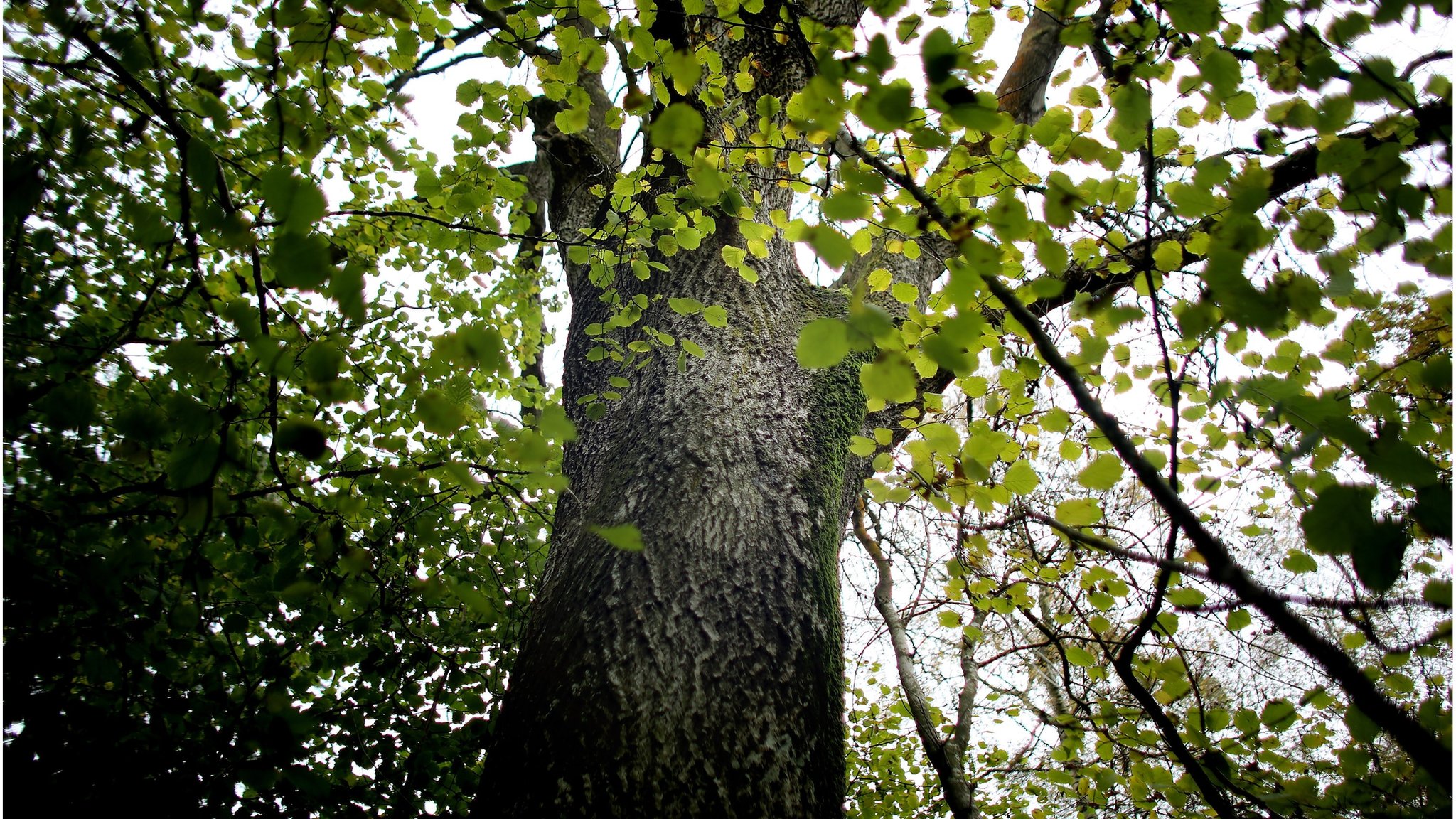 Ash tree could become extinct in Europe - CBBC Newsround