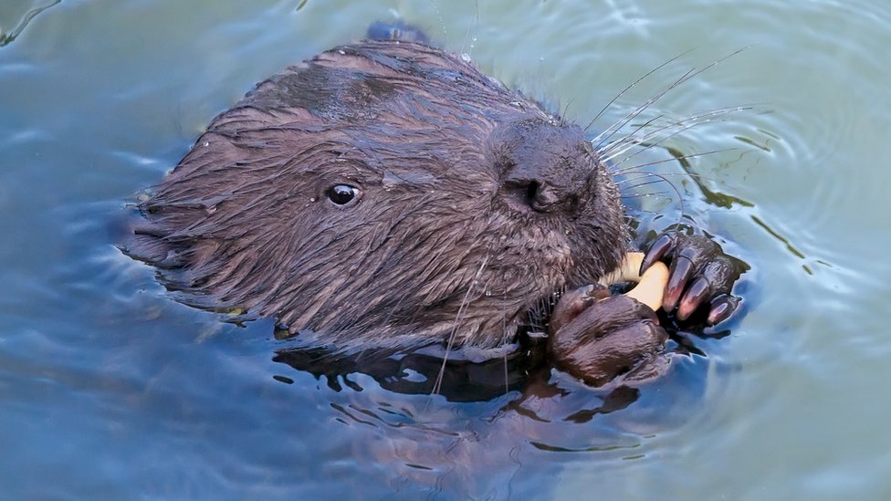The beavers helping protect wildlife in heatwave
