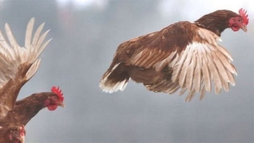 Ishga keldi va bekasini sikdi