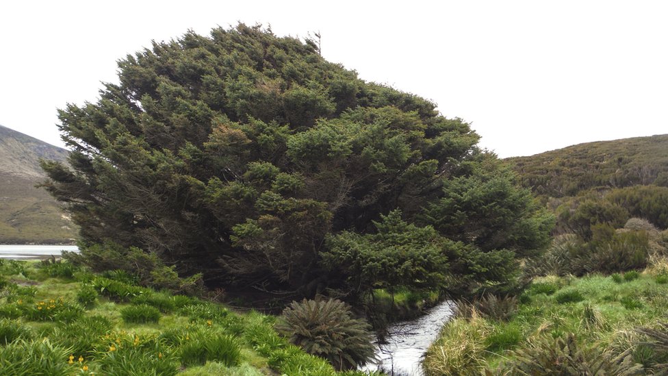 El abeto Sitka en la isla Campbell de Nueva Zelanda. (Foto: Pavla Fenwick)