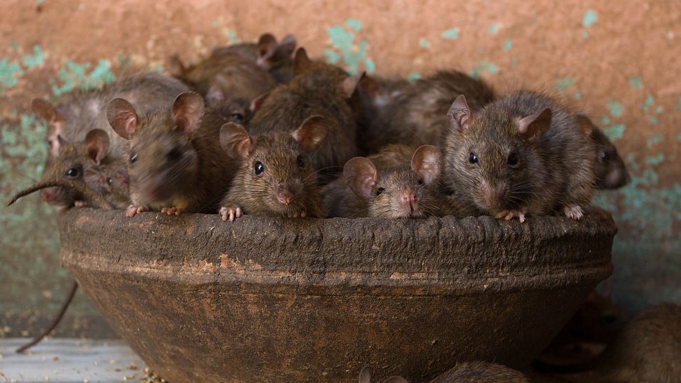 Invasão dos ratos gigantes