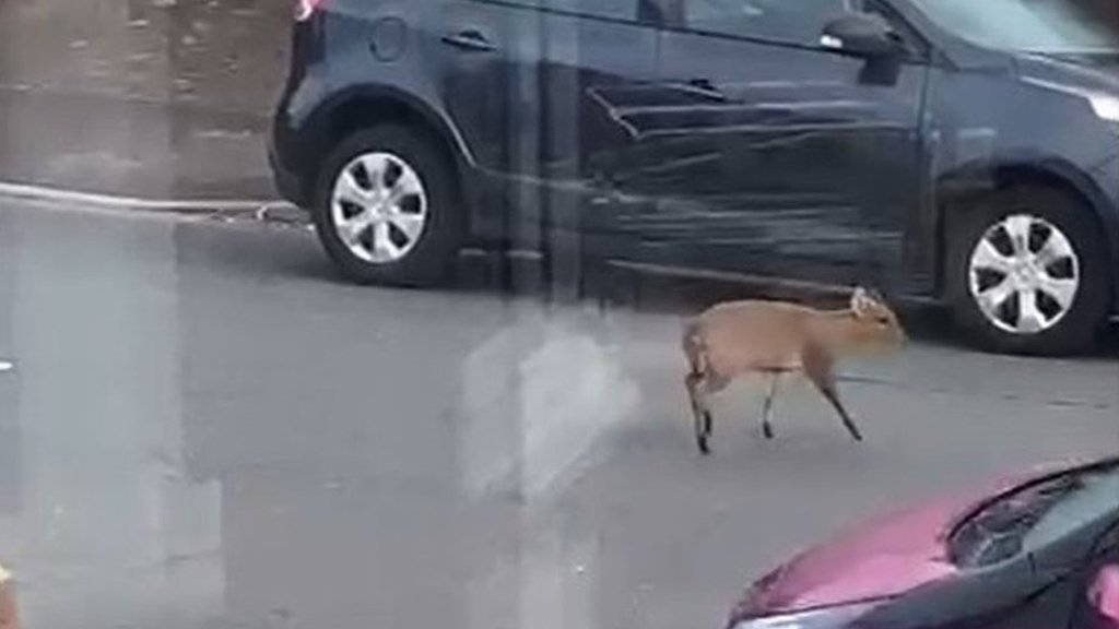 Oh deer! Look what was spotted roaming city street