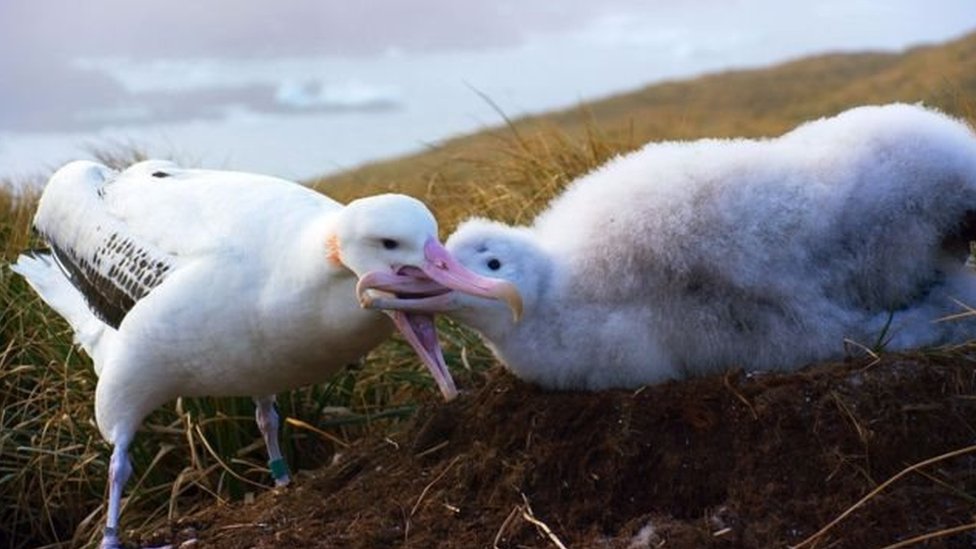 Albatros alimentando a su cría Foto Blue Planet II