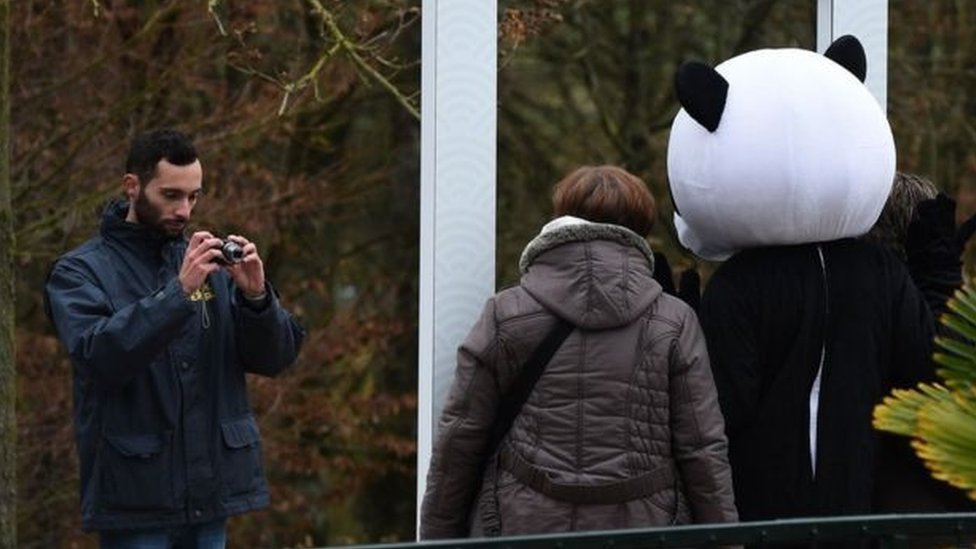 Panda