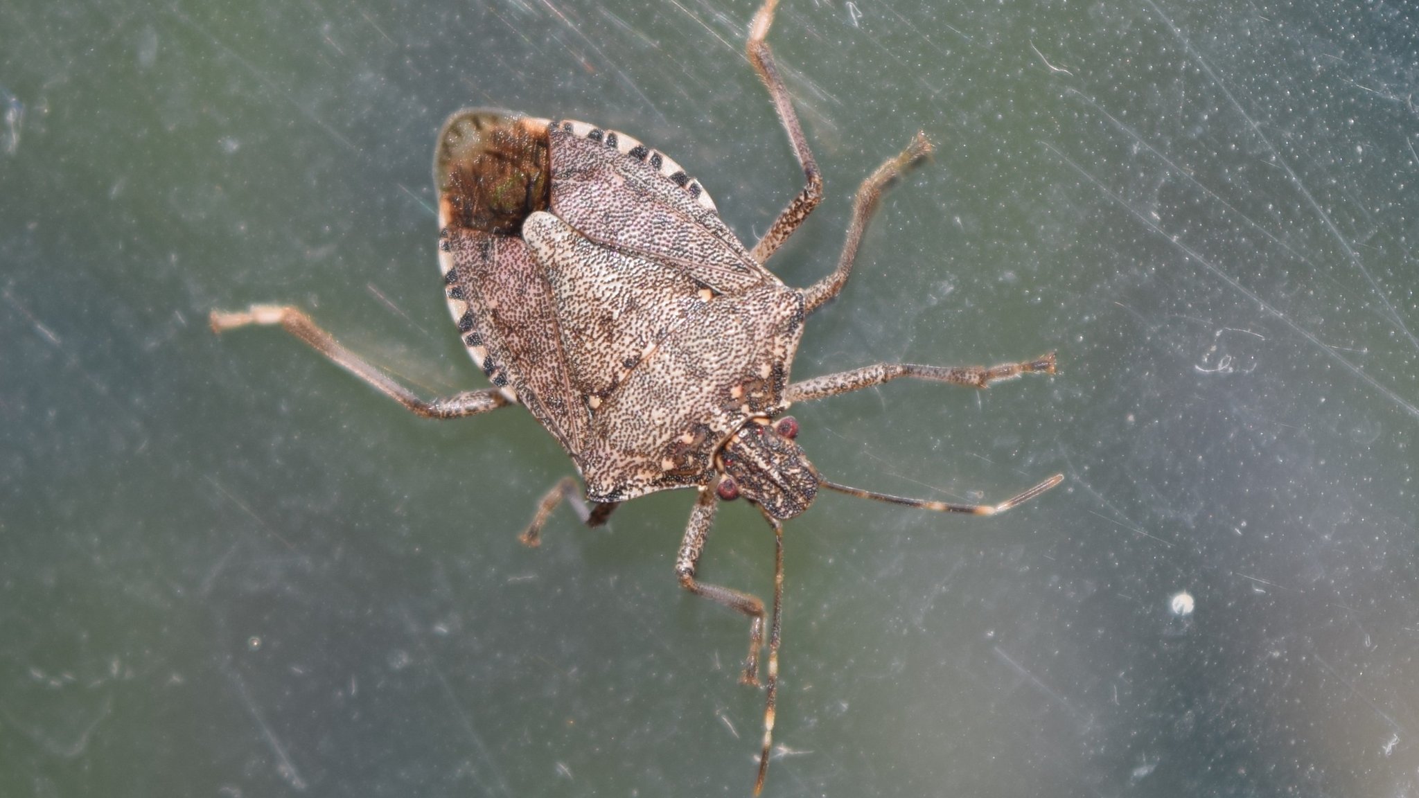 What's that smell? Stink bug arrives in UK CBBC Newsround