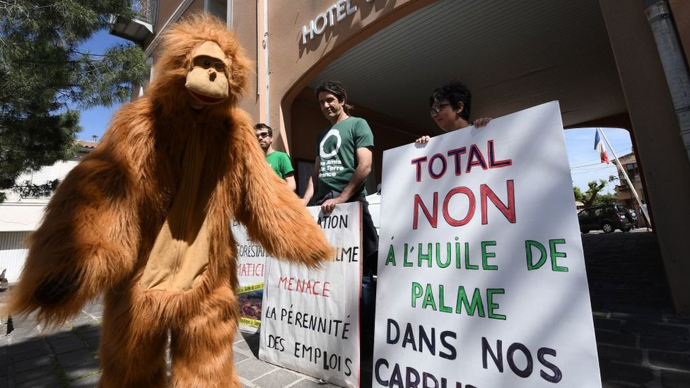 orangutan,