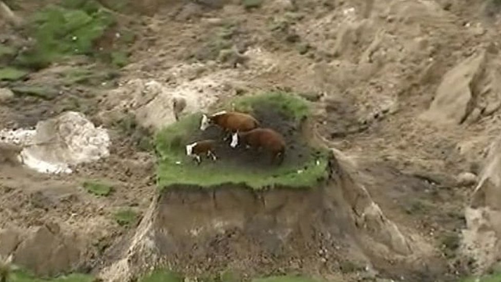 Vacas en un montículo