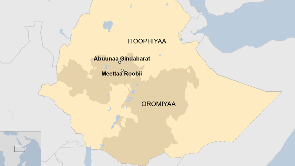 Eshakda juda katta sik Ilon bilan jinsiy aloqa (hasharotlar pornosi)