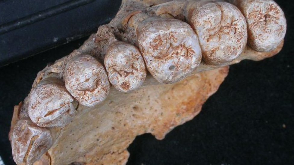 アフリカ以外で最古の現生人類の化石 従来説変えるか - BBCニュース