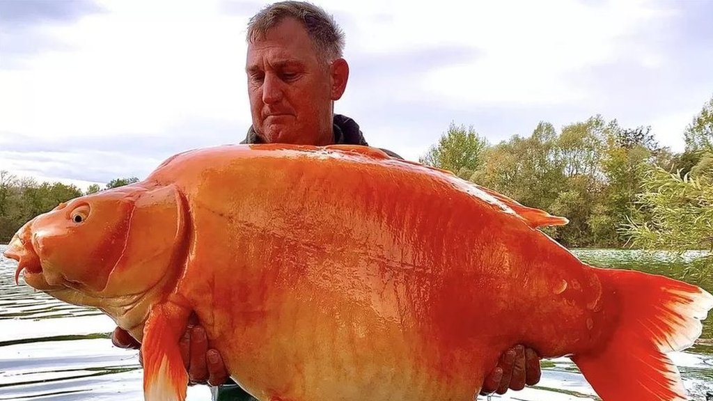 男子抓到名為 "胡蘿蔔 "的巨型金魚!