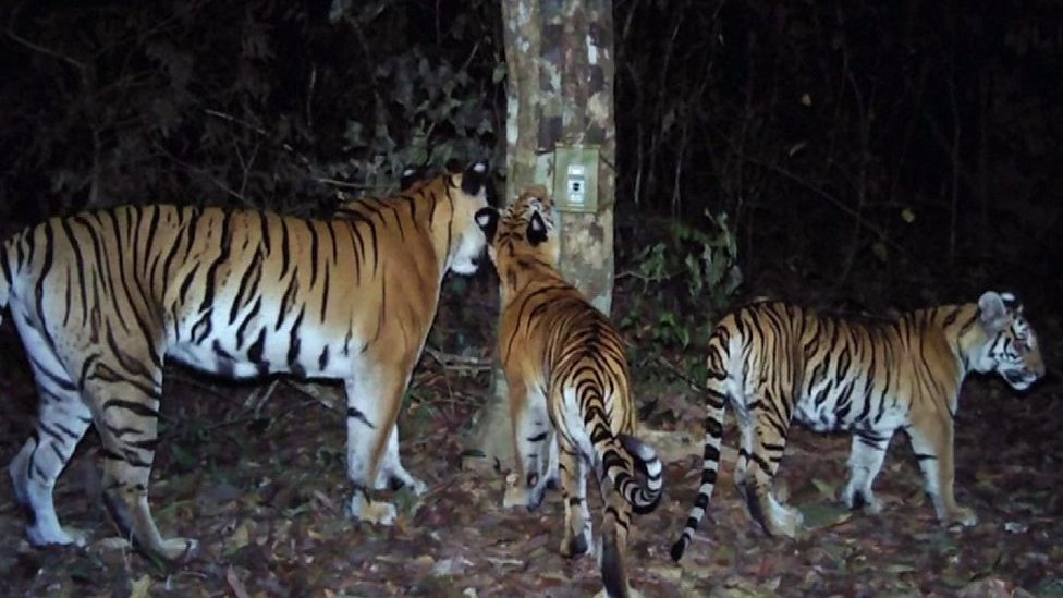タイで希少なインドシナトラの繁殖確認と 絶滅危惧種 - BBCニュース