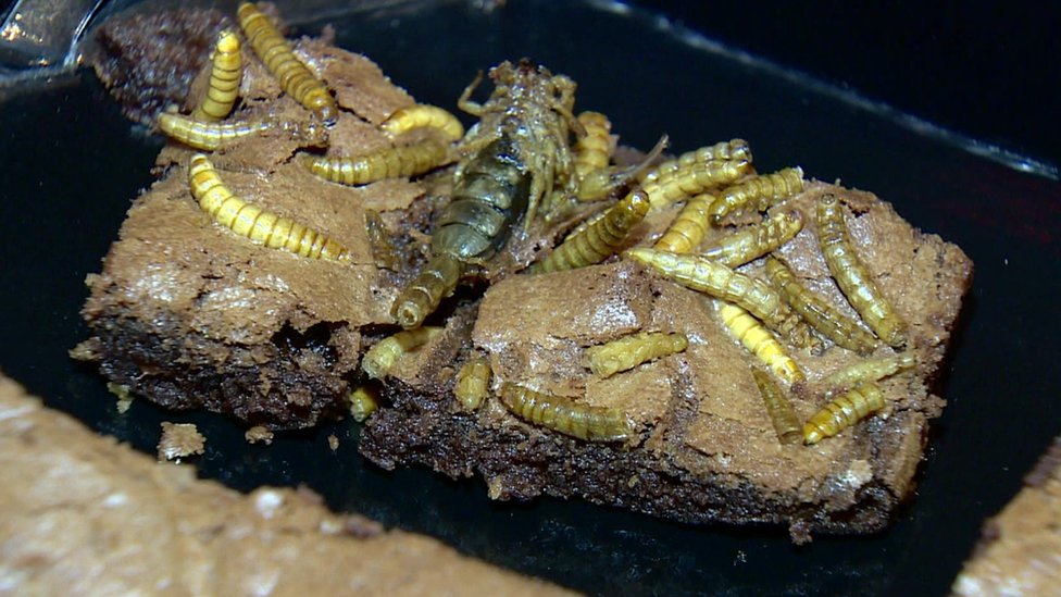 A bakery selling insect cakes opens in Edinburgh CBBC A bakery selling insect cakes opens in Edinburgh CBBC