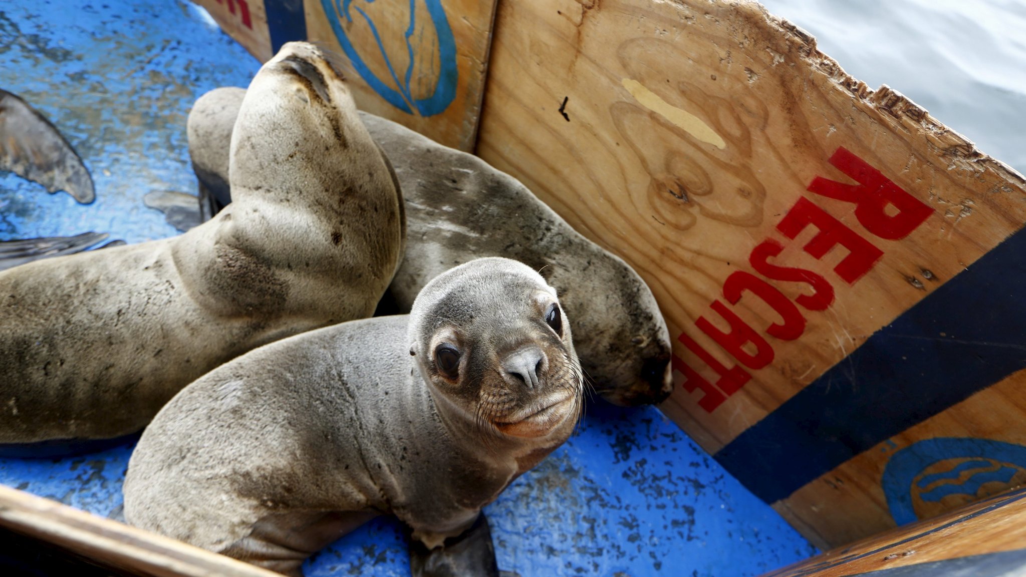 rescued-sea-lions-return-to-the-ocean-cbbc-newsround