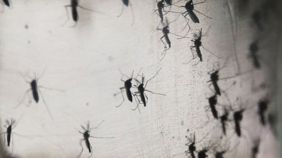 Afrique du Sud: le paludisme inquiète