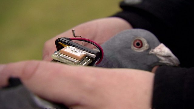 Can pigeons help tackle air pollution?