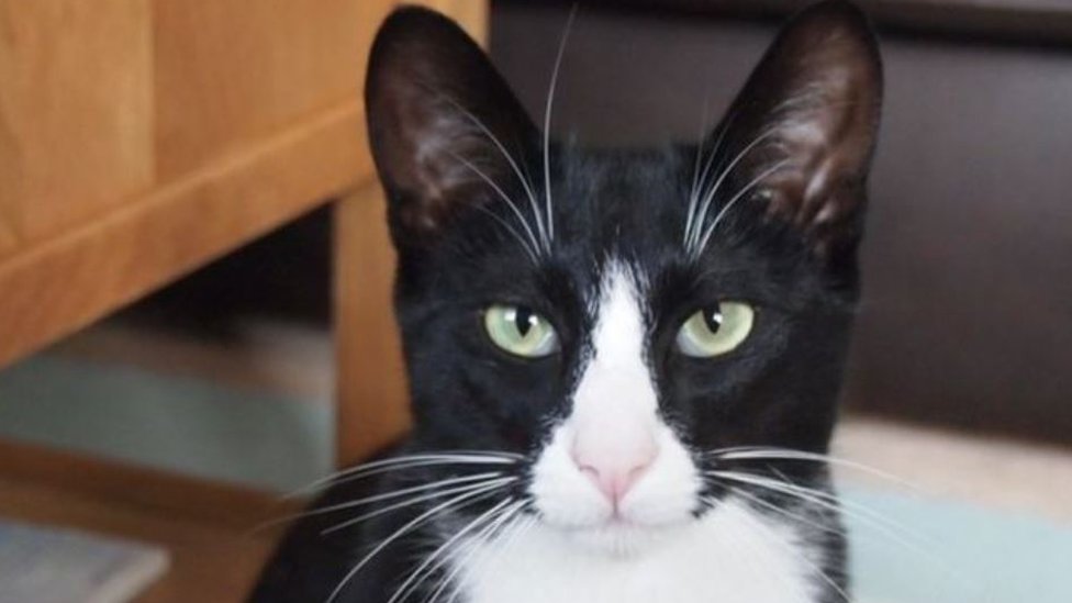 В Британии умер самый старый кот в мире. Раббл лишь немного не дожил до  своего 32-летия - BBC News Русская служба