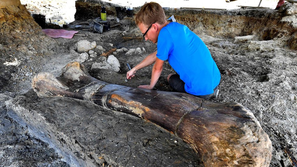 La impresionante foto del gigantesco hueso de dinosaurio descubierto en  Francia - BBC News Mundo
