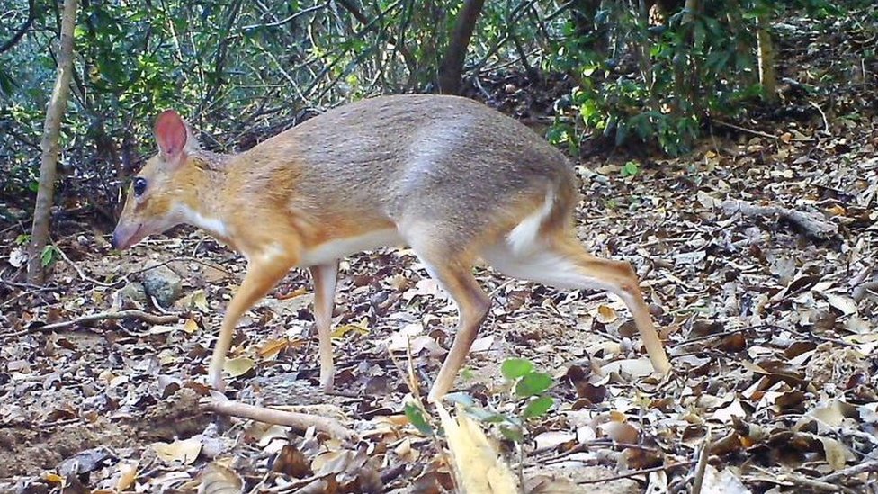 A estranha criatura mexicana que se regenera sozinha e pode