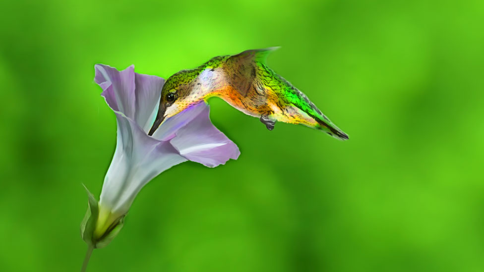 Colibrí bebiendo néctar de una flor