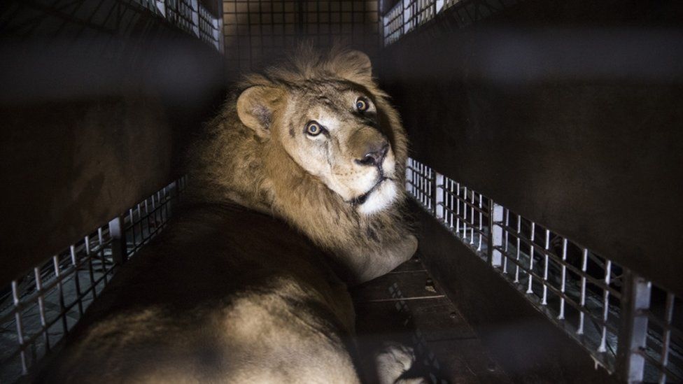 Muchos de los leones rescatados no tenían dientes ni uñas. León