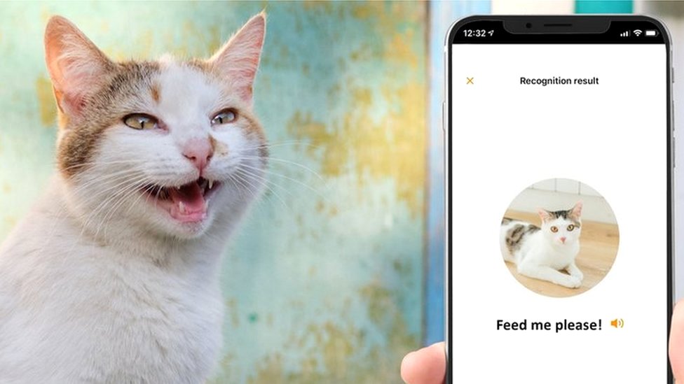 Приложение для распознавания мяуканья поможет понять, чего хочет ваша кошка  - BBC News Русская служба