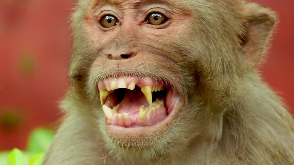 G1 - Chimpanzé 'gênia' comprova que inteligência varia entre primatas -  notícias em Ciência e Saúde