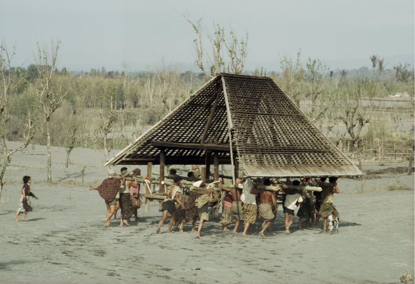 Para petani warga sebuah desa, mengangkut sebuah rumah, untuk memindahkannya ke tempat lebih aman, melintasi abu dan debu yang dimuntahkan Gunung Agung.