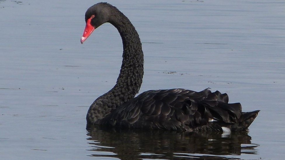 Vugge Fængsling måske UK Wildlife: Australian black swan spotted in Scotland - CBBC Newsround
