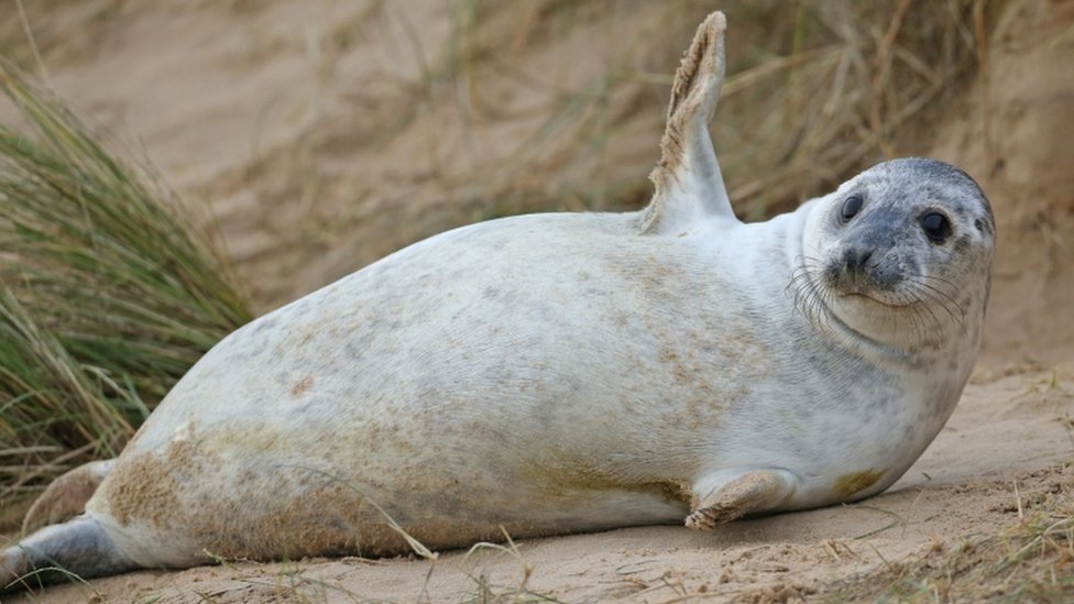 wildlife-conservation-thousand-of-new-seal-pups-for-england-s-biggest