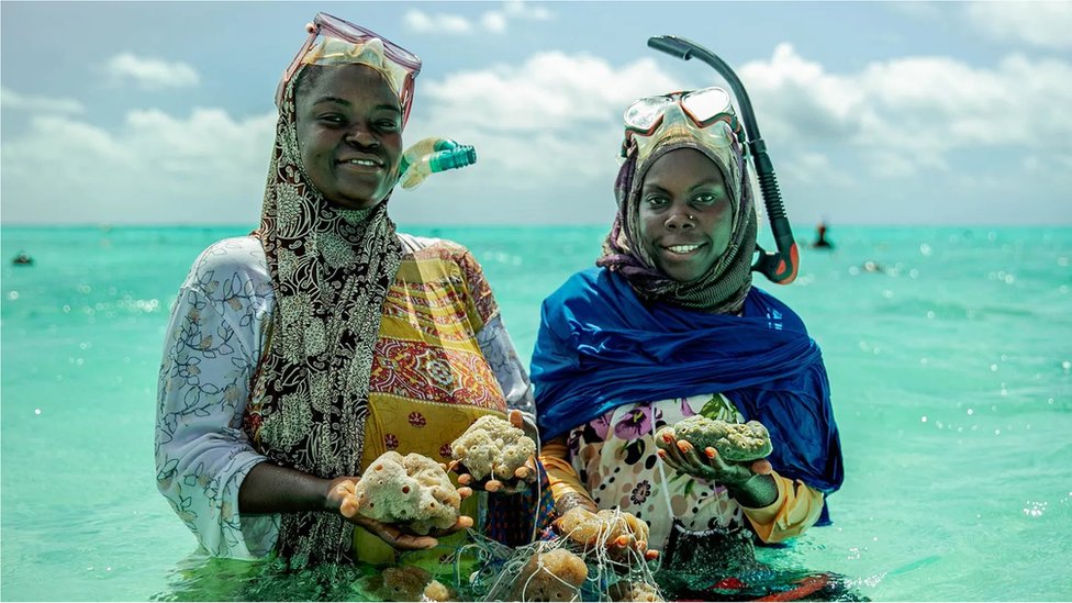 Zanzibar : Les éponges de mer offrent une bouée de sauvetage aux femmes -  BBC News Afrique