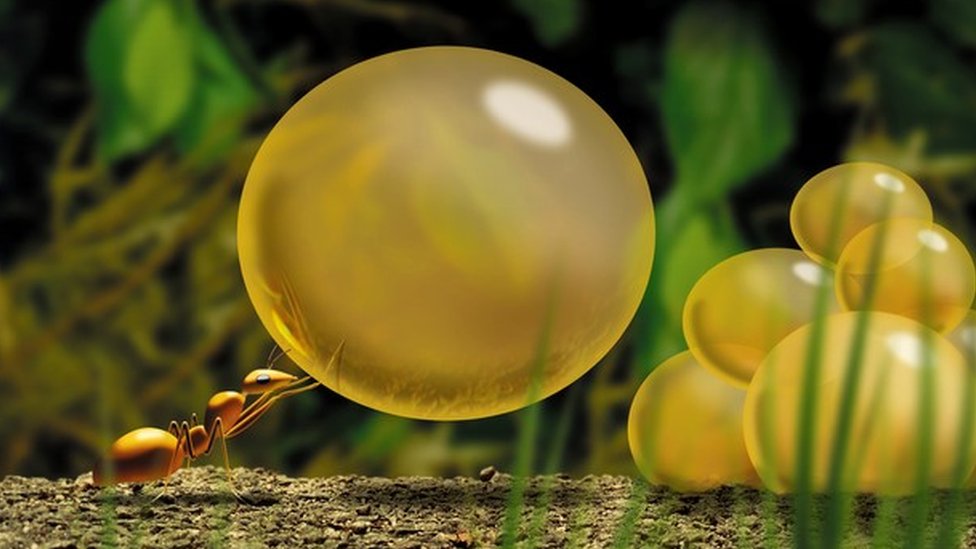 Una hormiga cargando comida