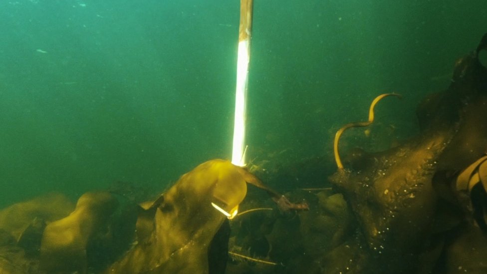 Seaweed farming in the Russian Arctic