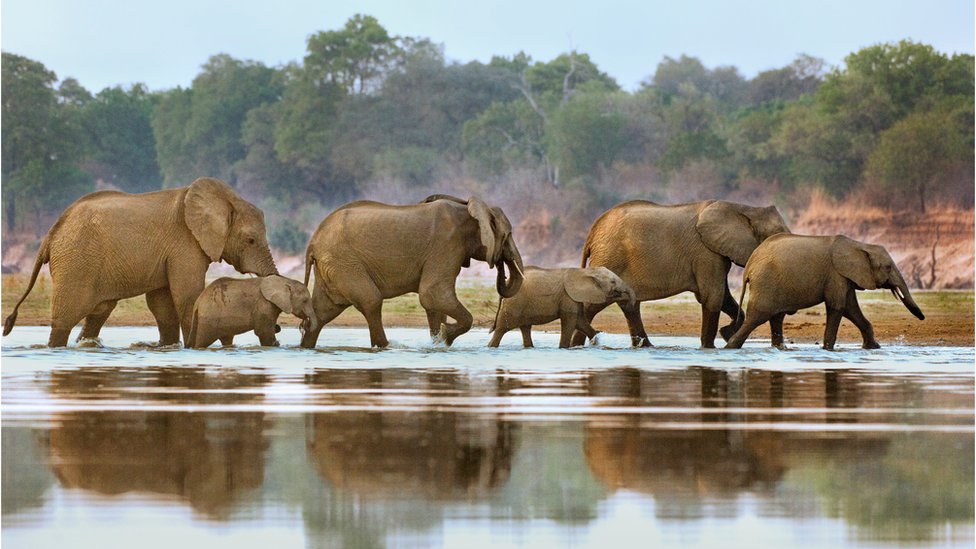 Elephants crossing the Luangwa River, Zambia. Photo filed 26 May 2015.