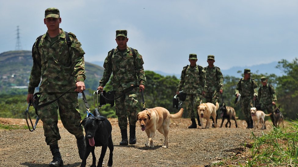 Colombian soldiers walk with their sniffer-dogs near a minefield used for training in a rural area of Cali, Colombia