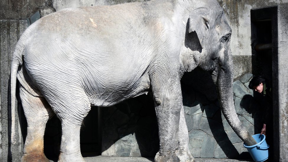 その他 ELEPHANT BRAND Kazuhiro Hirata 1 Kapital Elephant Brand Bandanna Book by Kazuhiro Hirata - Made in