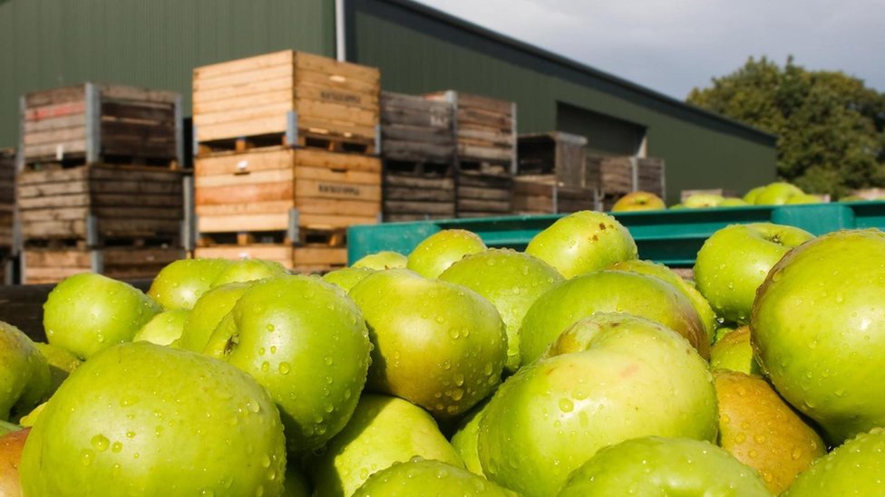 Особенности хранения свежих яблок в погребе