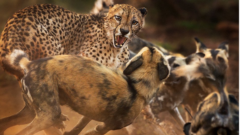 Жайылып, жалады Жайылып, жалады