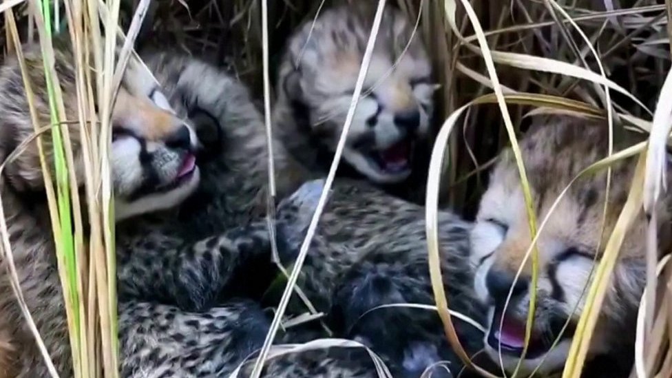 Cheetah cubs snuggle up after rare birth in India