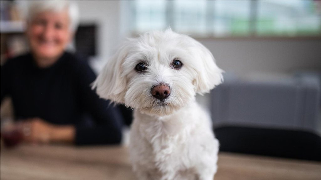 狗的生命里程 如何搞清楚你的爱犬到底有多大 c 英伦网