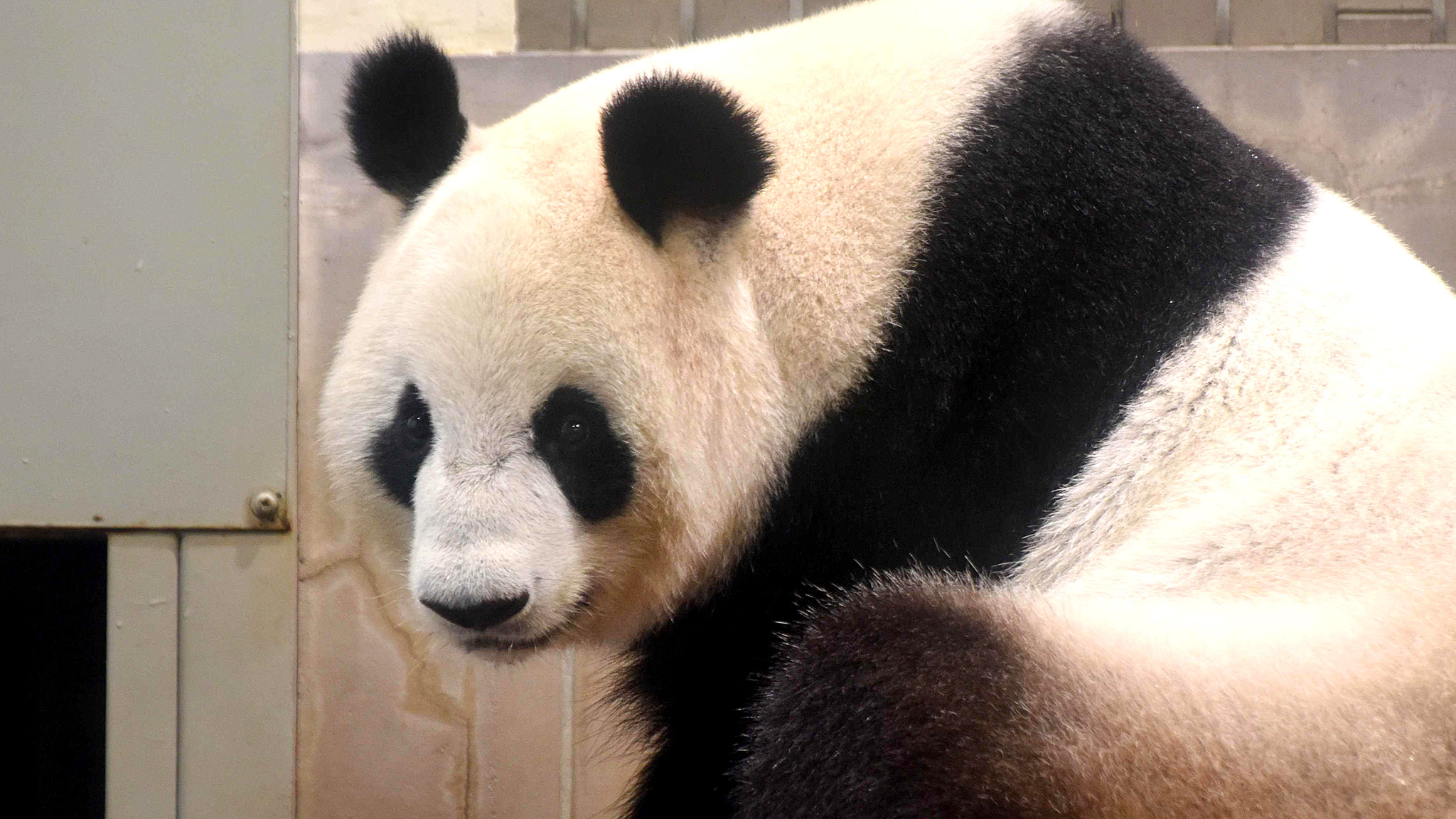 時隔五年日本租借大熊貓真真生孩子了！ - BBC News 中文