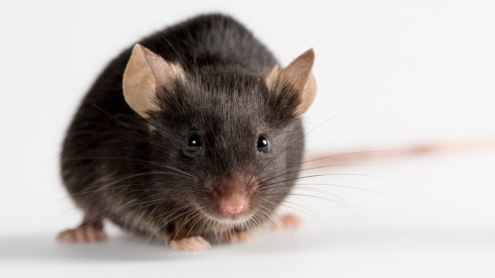 Японские ученые: получены здоровые мыши из искусственных яйцеклеток