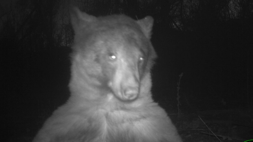 meet-the-bear-who-took-400-selfies-on-a-wildlife-camera-in-the-us