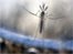 Zika vaccine possible 'within months'